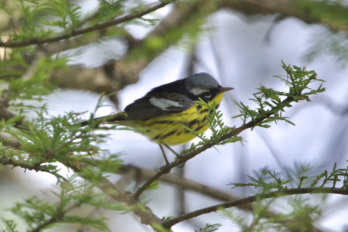 Magnolia Warbler - Dimitris Salas