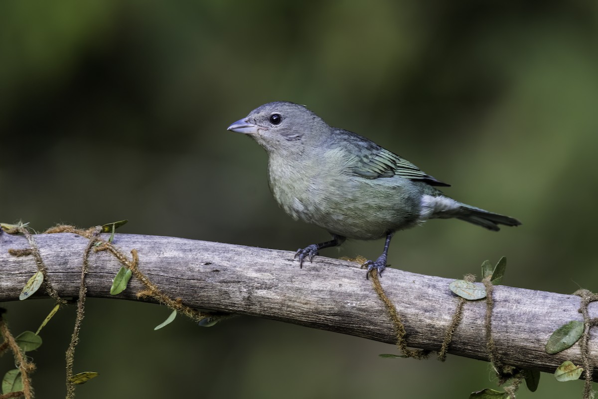 Sayaca Tanager - ML574118681