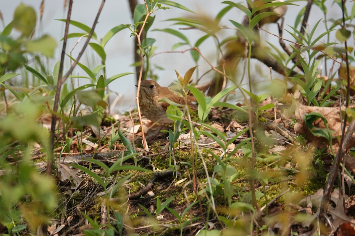 Veery - ML574118911