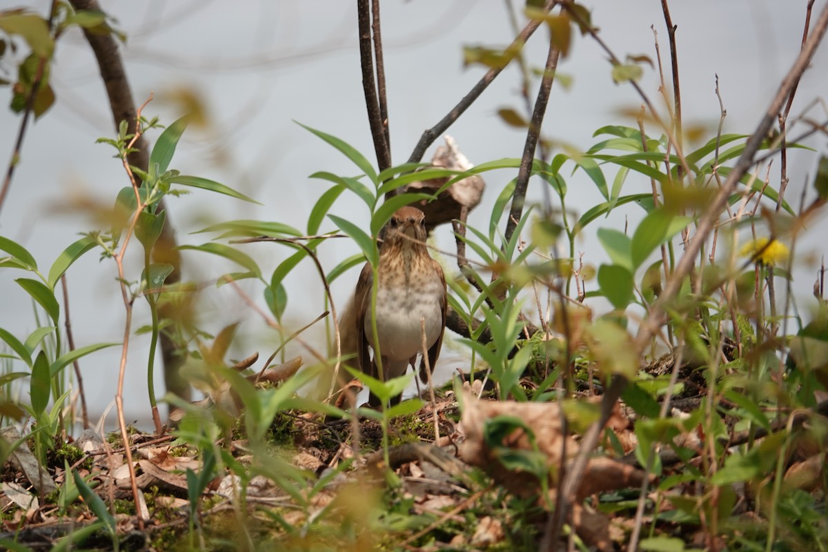 Veery - ML574118961