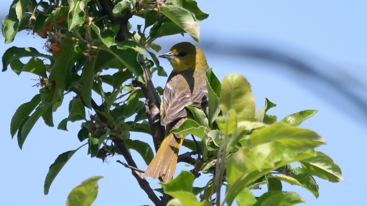 Orchard Oriole - ML574119331
