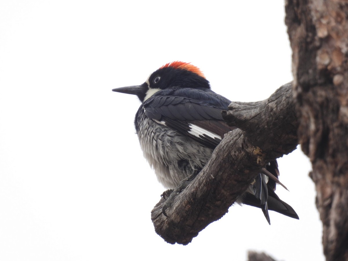 Acorn Woodpecker - ML574119391