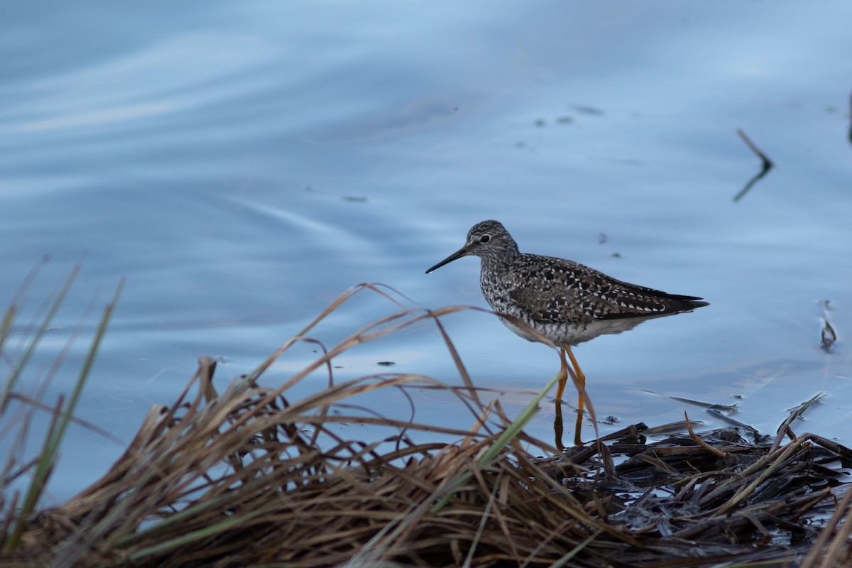 Lesser Yellowlegs - ML574119401