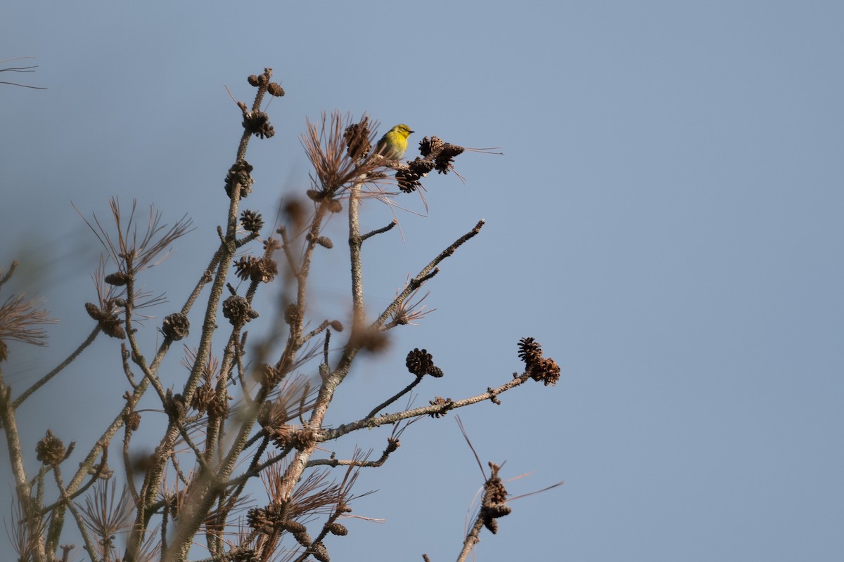 Pine Warbler - ML574119511