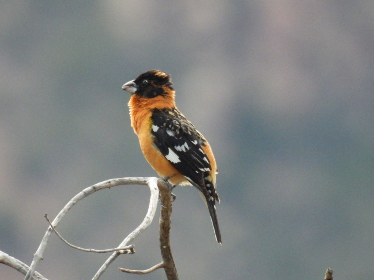 Black-headed Grosbeak - Steven Self