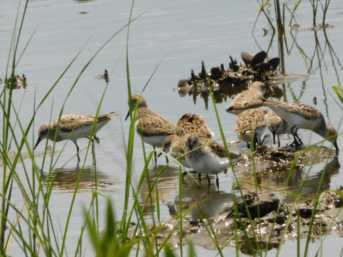 Semipalmated Sandpiper - ML574121901