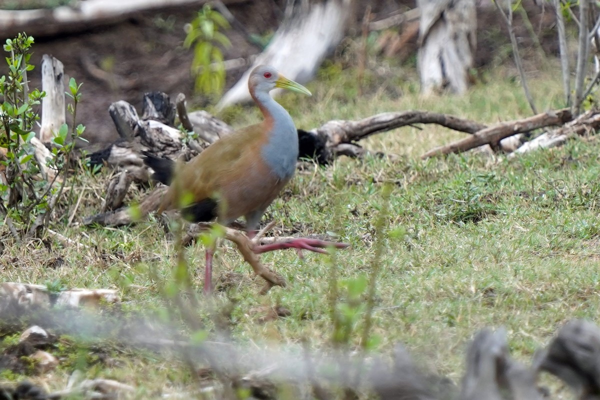 Giant Wood-Rail - ML574121991