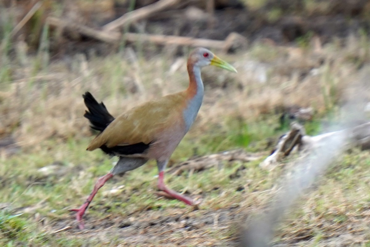 Giant Wood-Rail - ML574122011