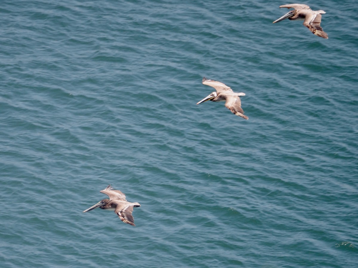 Brown Pelican - ML574122151