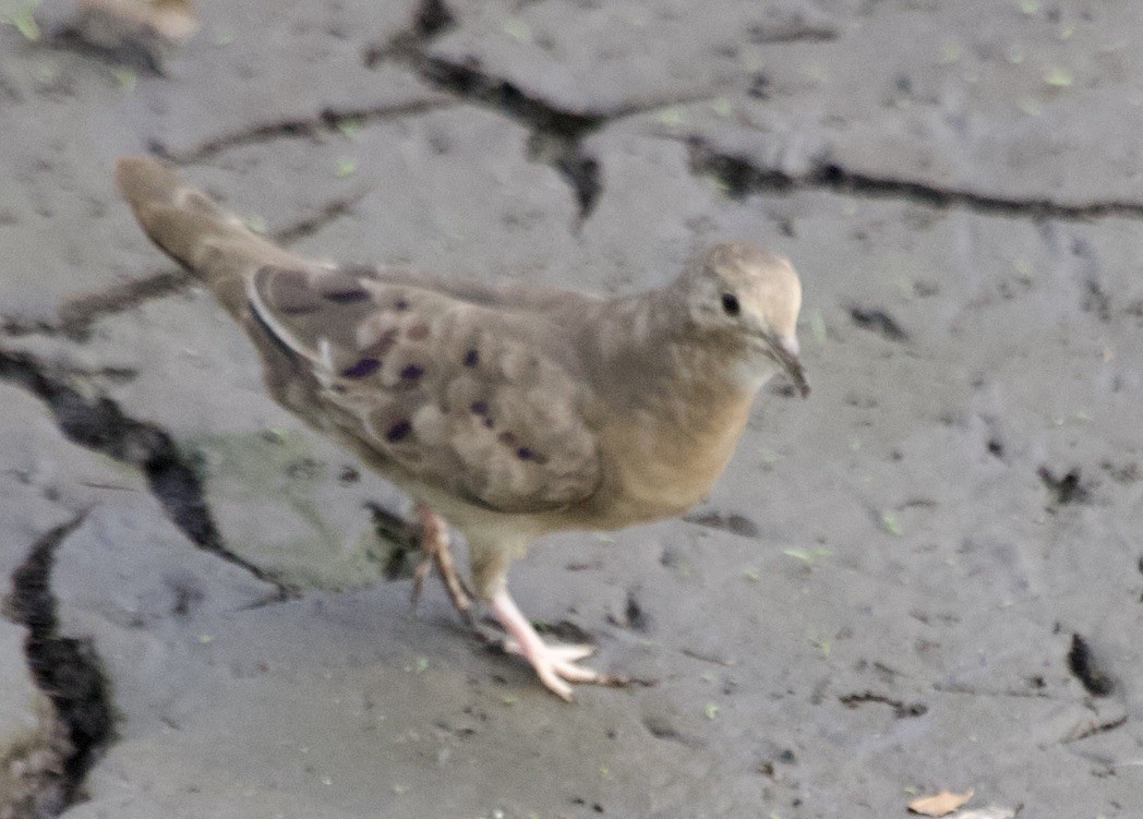 Plain-breasted Ground Dove - ML574122721