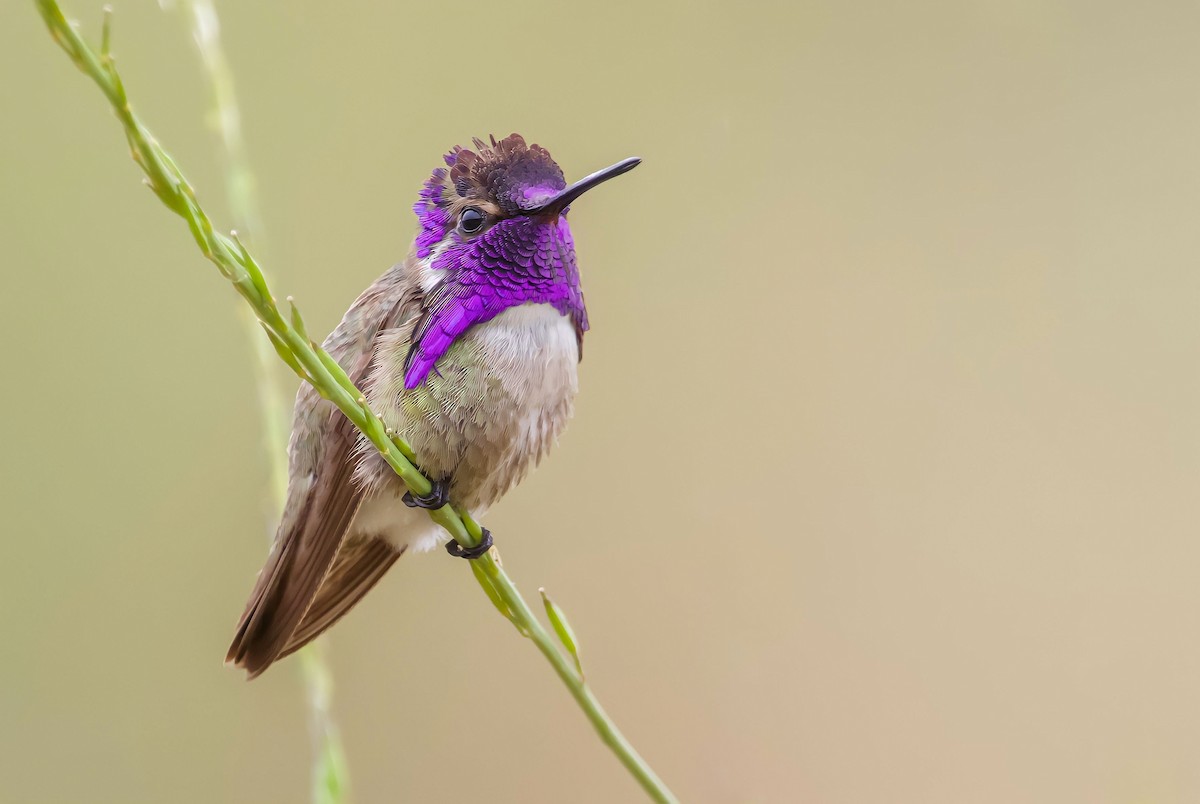 Costa's Hummingbird - Braxton Landsman