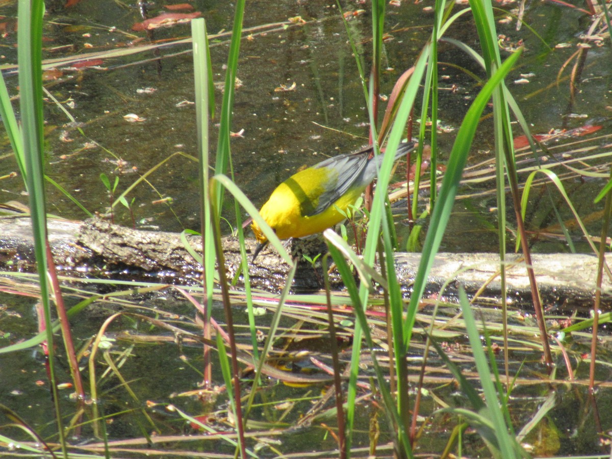 Prothonotary Warbler - ML574123181