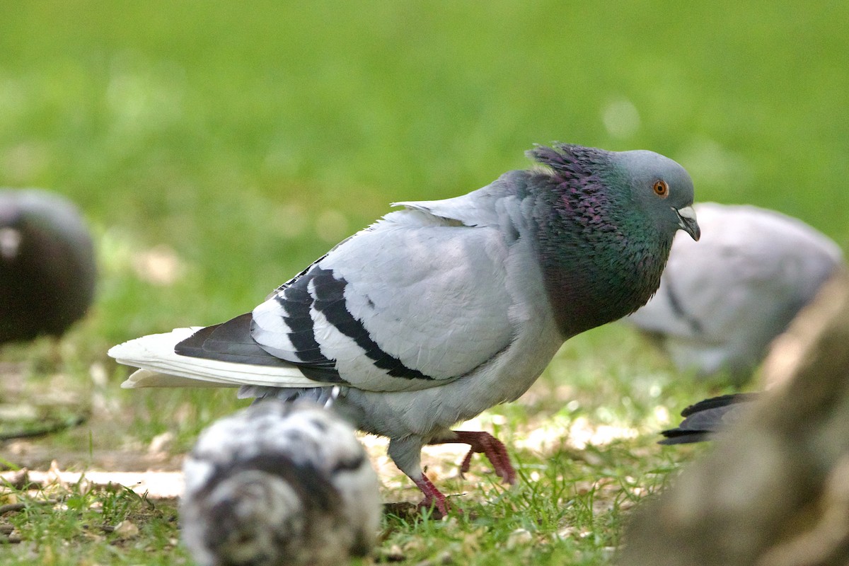 Rock Pigeon (Feral Pigeon) - ML574123451