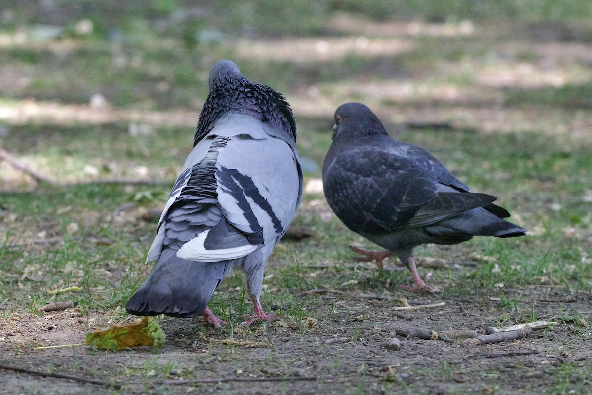 Rock Pigeon (Feral Pigeon) - ML574123471