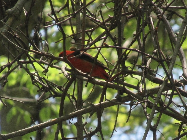 Scarlet Tanager - ML574123481