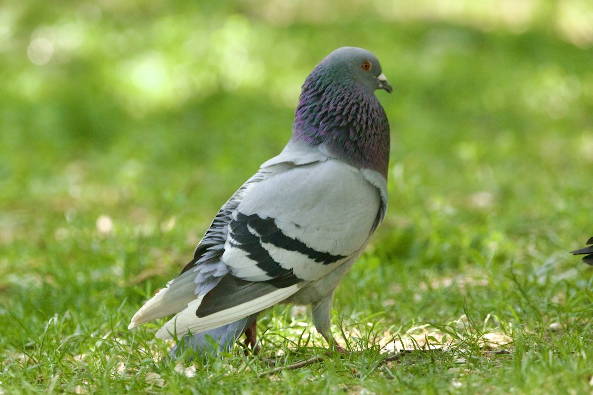 Сизый голубь (Одомашненного типа) - ML574123491
