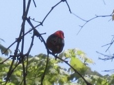 Scarlet Tanager - ML574123501