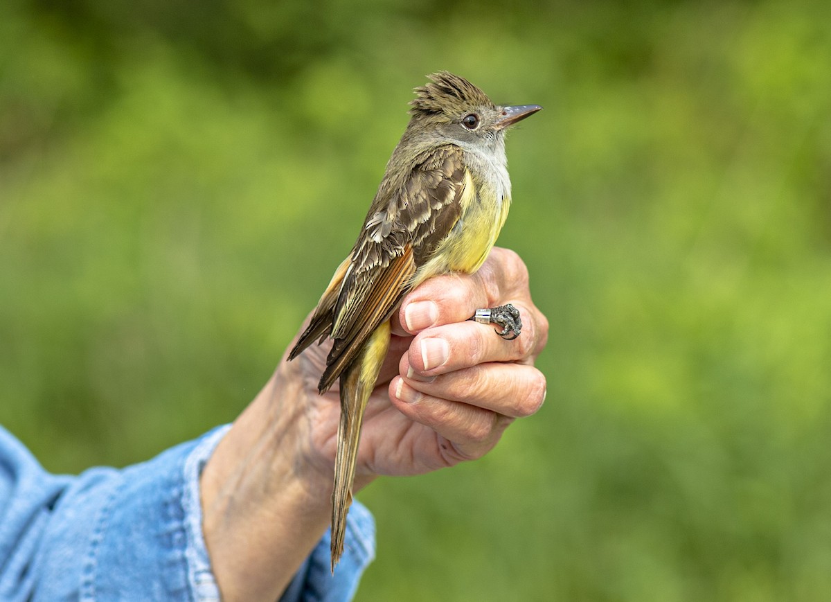 Great Crested Flycatcher - ML574124491