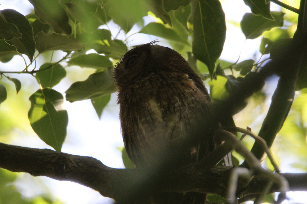 Eastern Screech-Owl - ML574124761