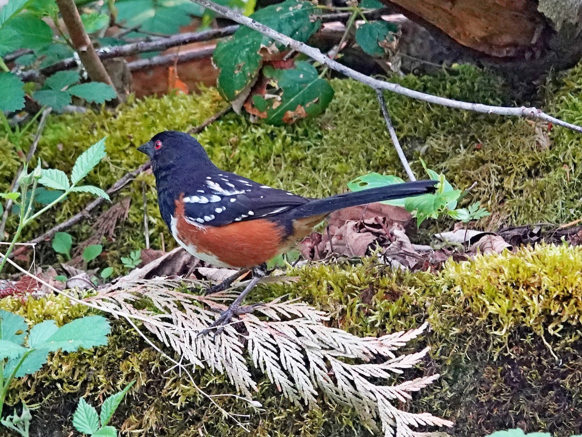 Spotted Towhee - Hank Heiberg