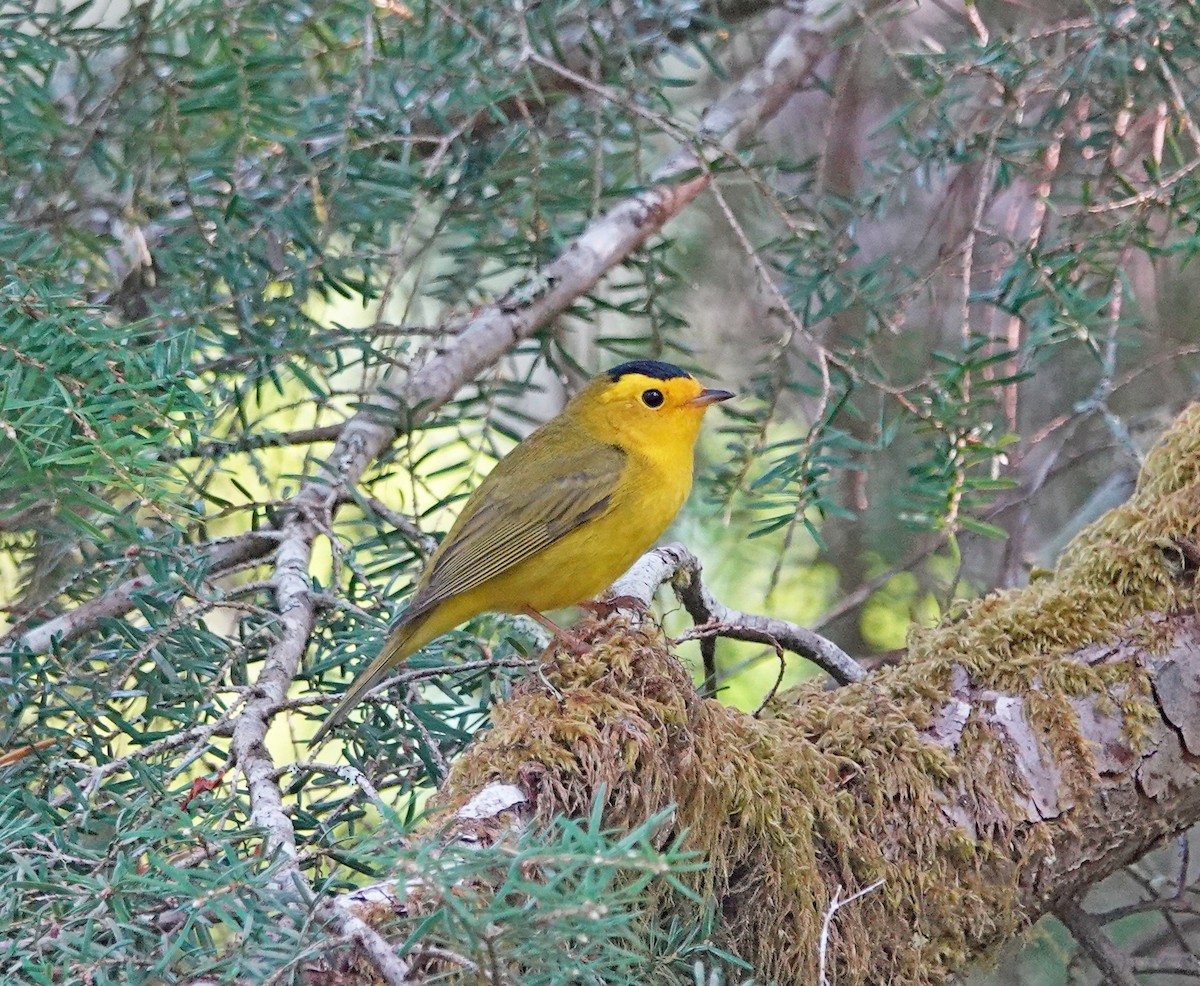 Wilson's Warbler - Hank Heiberg