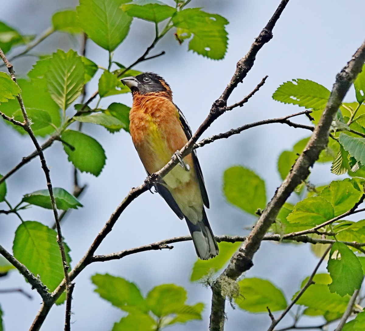 Black-headed Grosbeak - Hank Heiberg