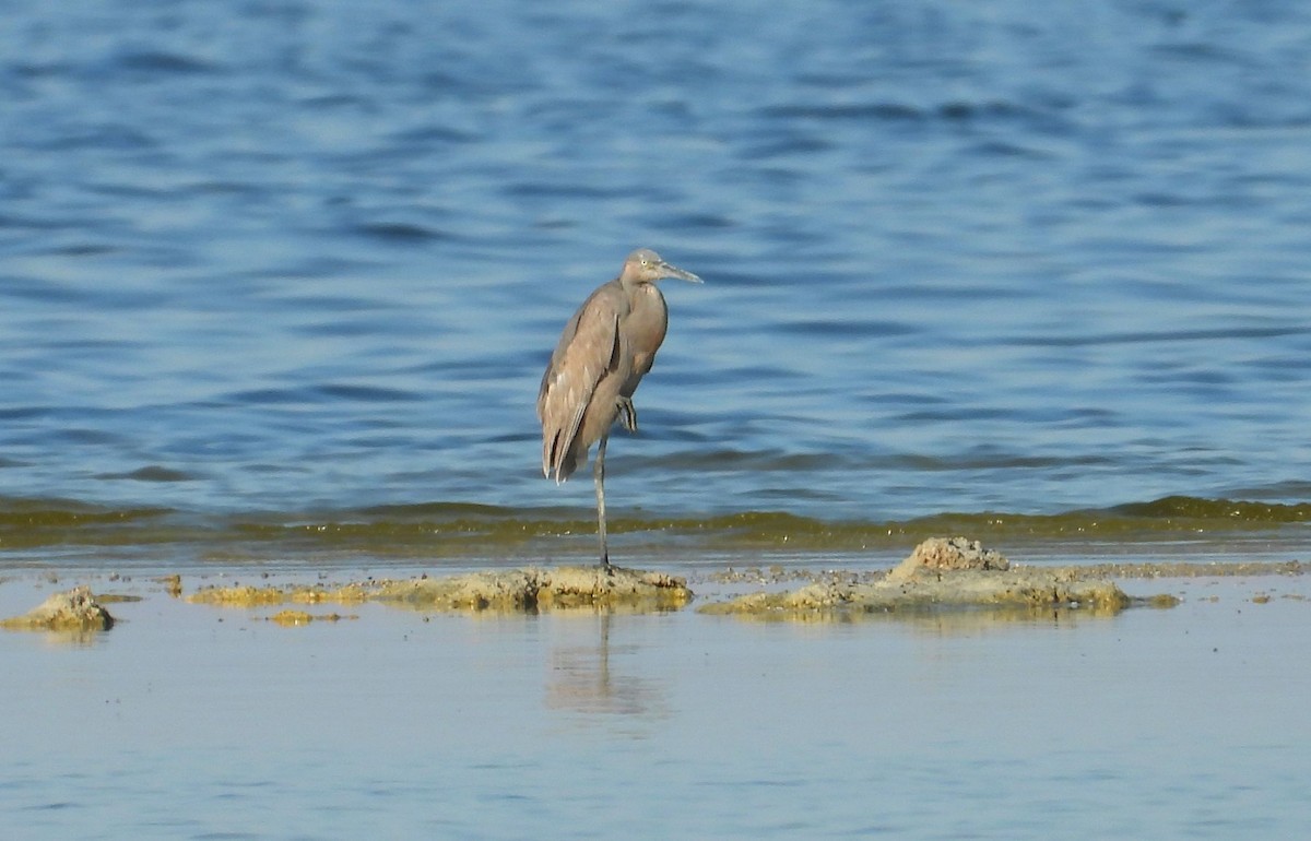 Reddish Egret - Greg Cross