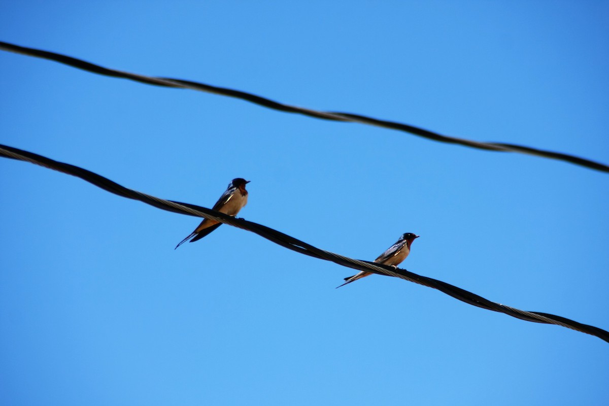 Barn Swallow - ML57412671