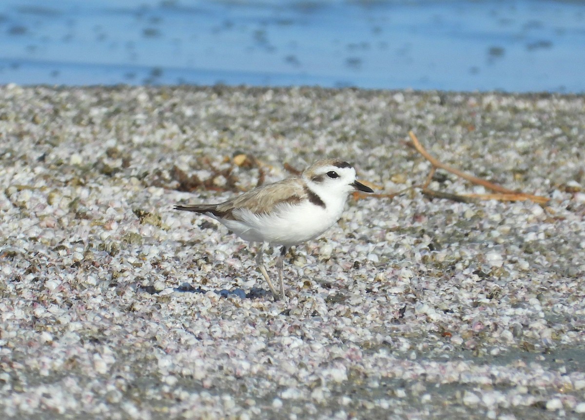 Snowy Plover - ML574126911