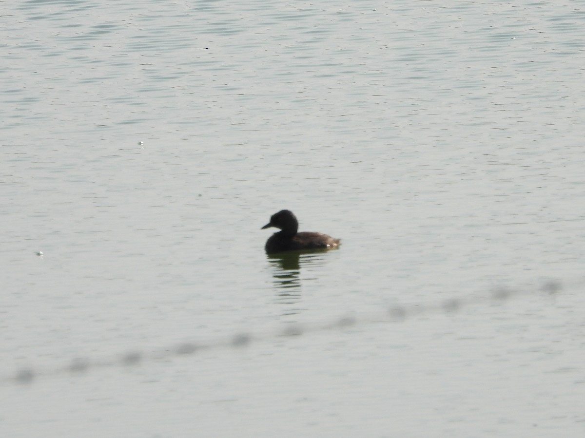 Least Grebe - ML574126961