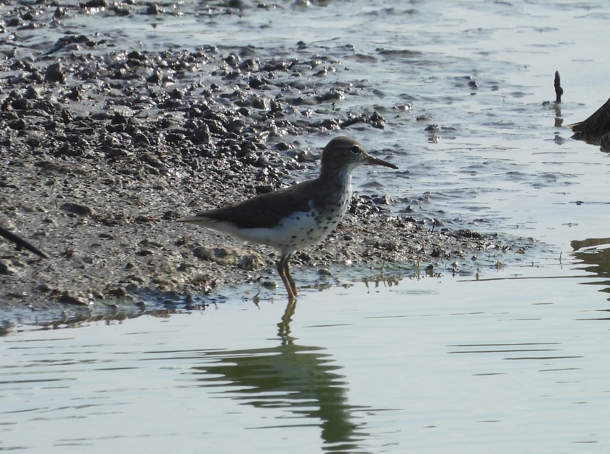 Spotted Sandpiper - ML574127801