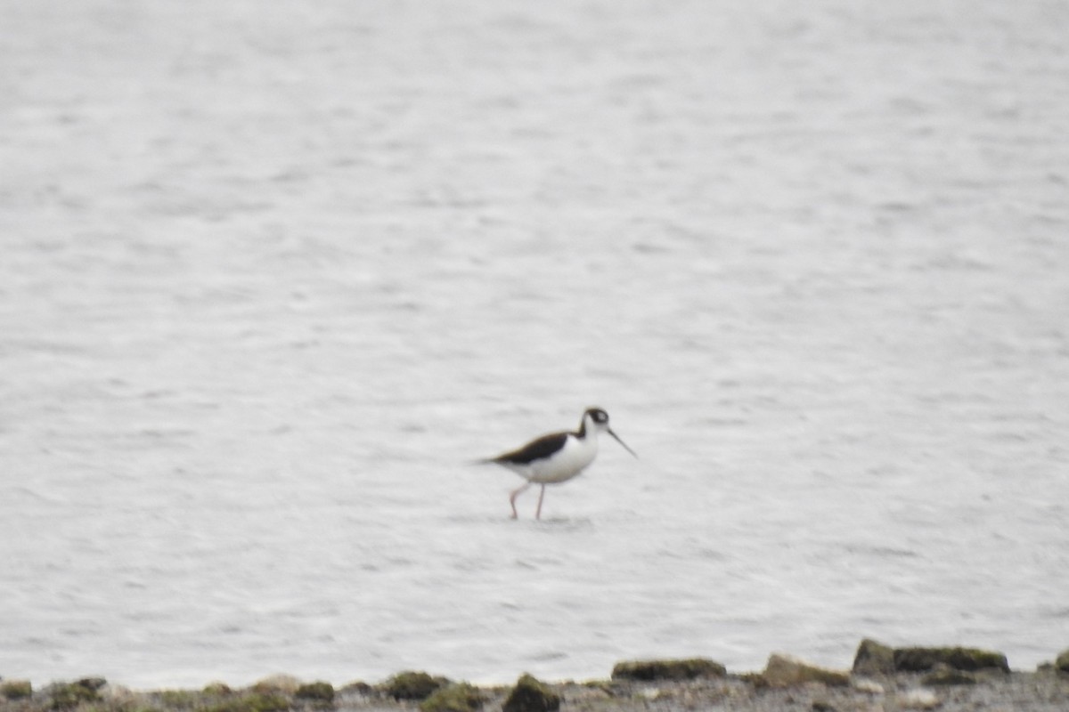 Black-necked Stilt - ML574128161