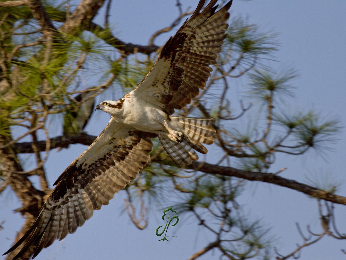 Osprey - Deb Peterson