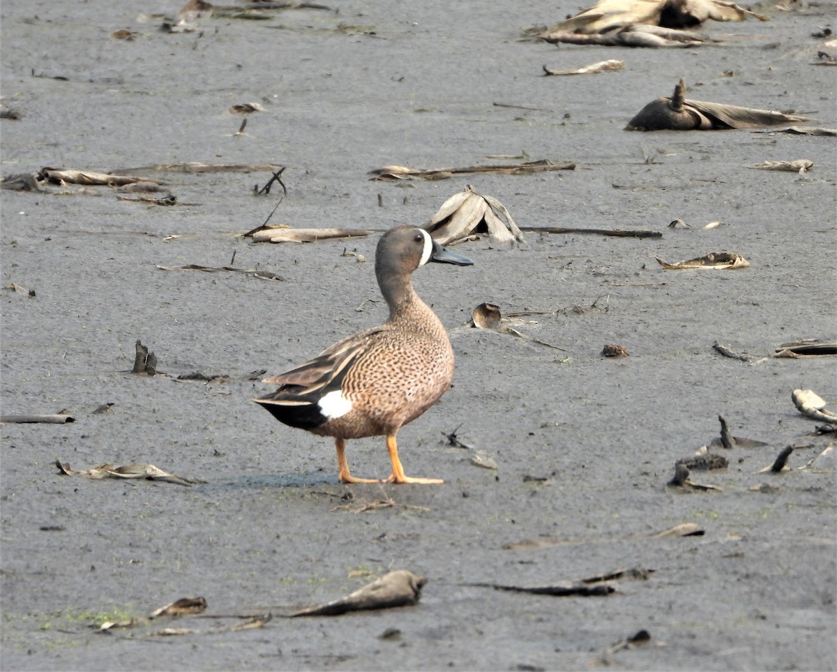 Blue-winged Teal - Kent Davis