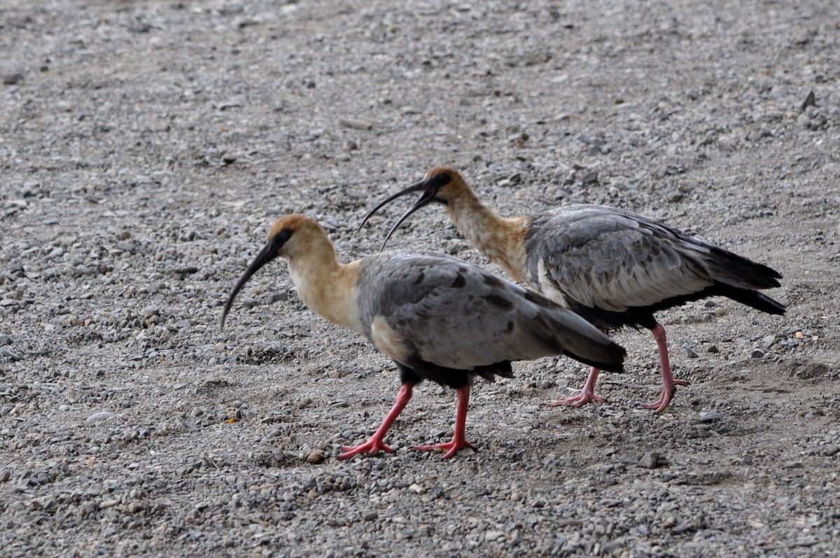 Black-faced Ibis - ML574129641