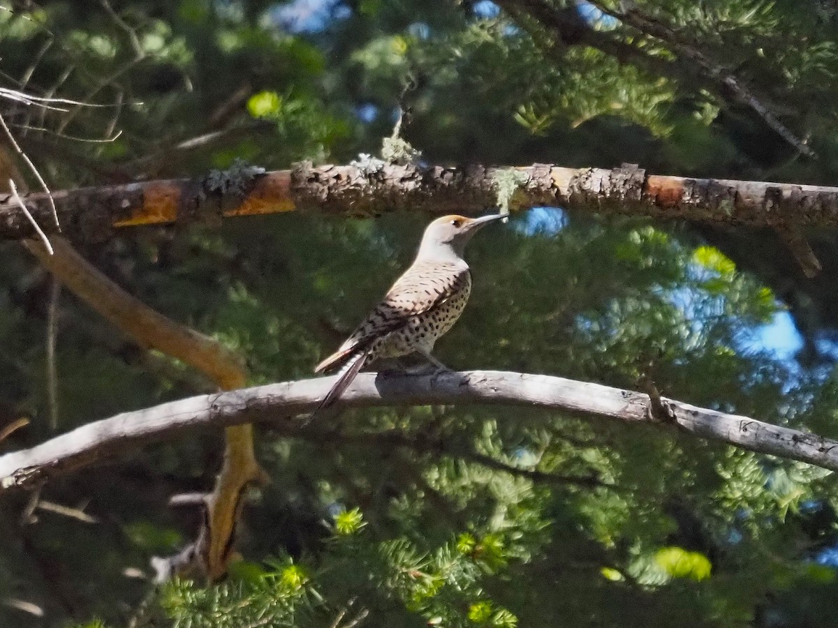 Northern Flicker (Red-shafted) - ML574129661