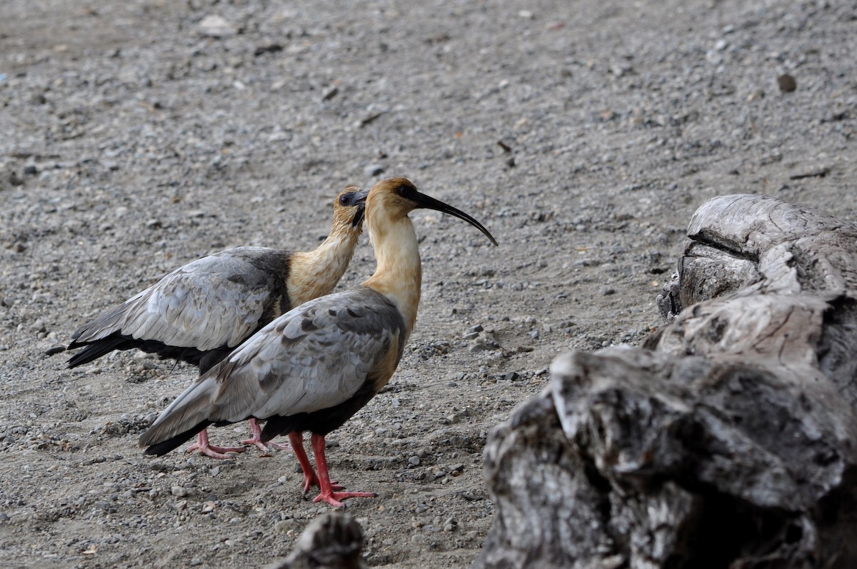 Black-faced Ibis - ML574129761