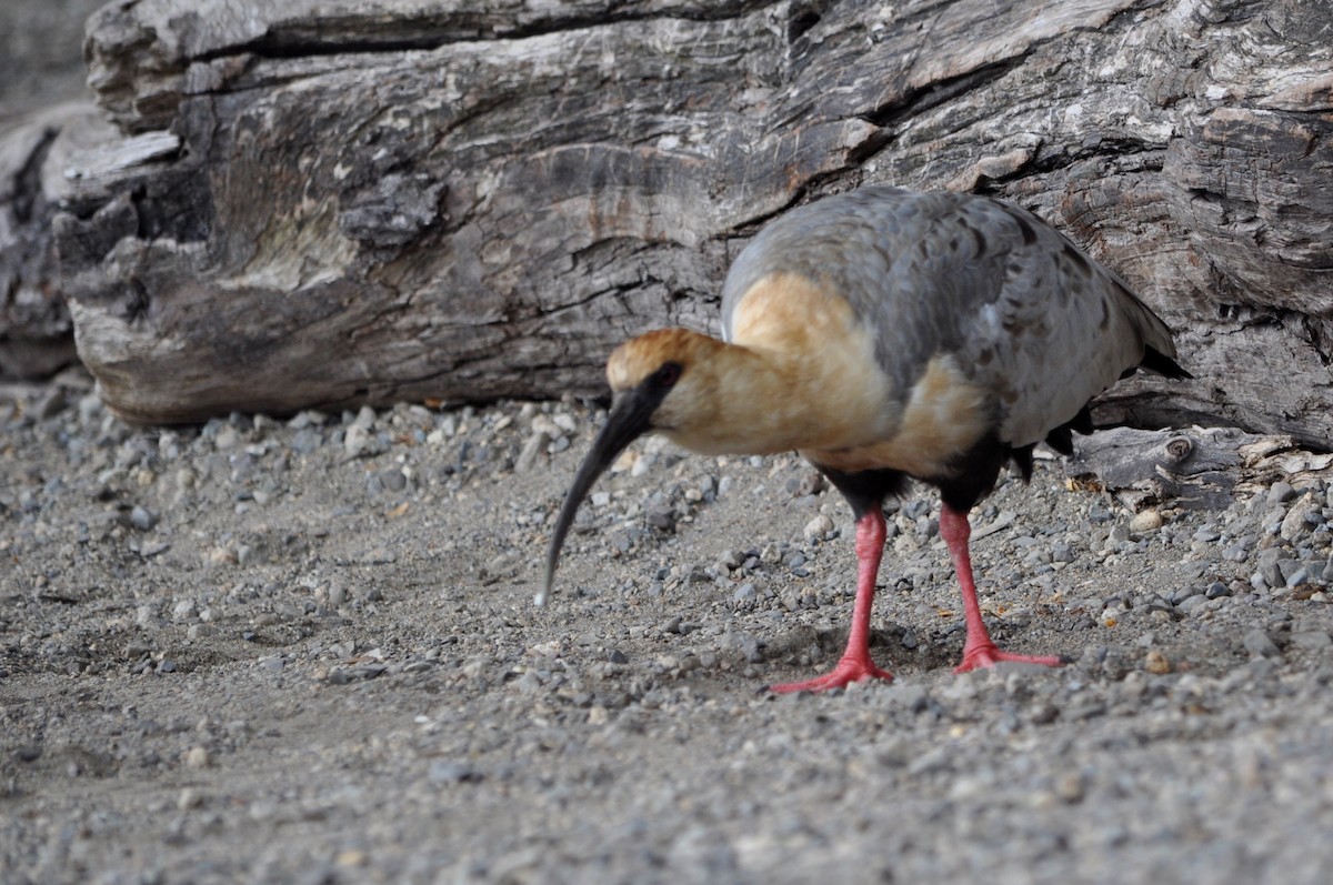 Black-faced Ibis - ML574129871