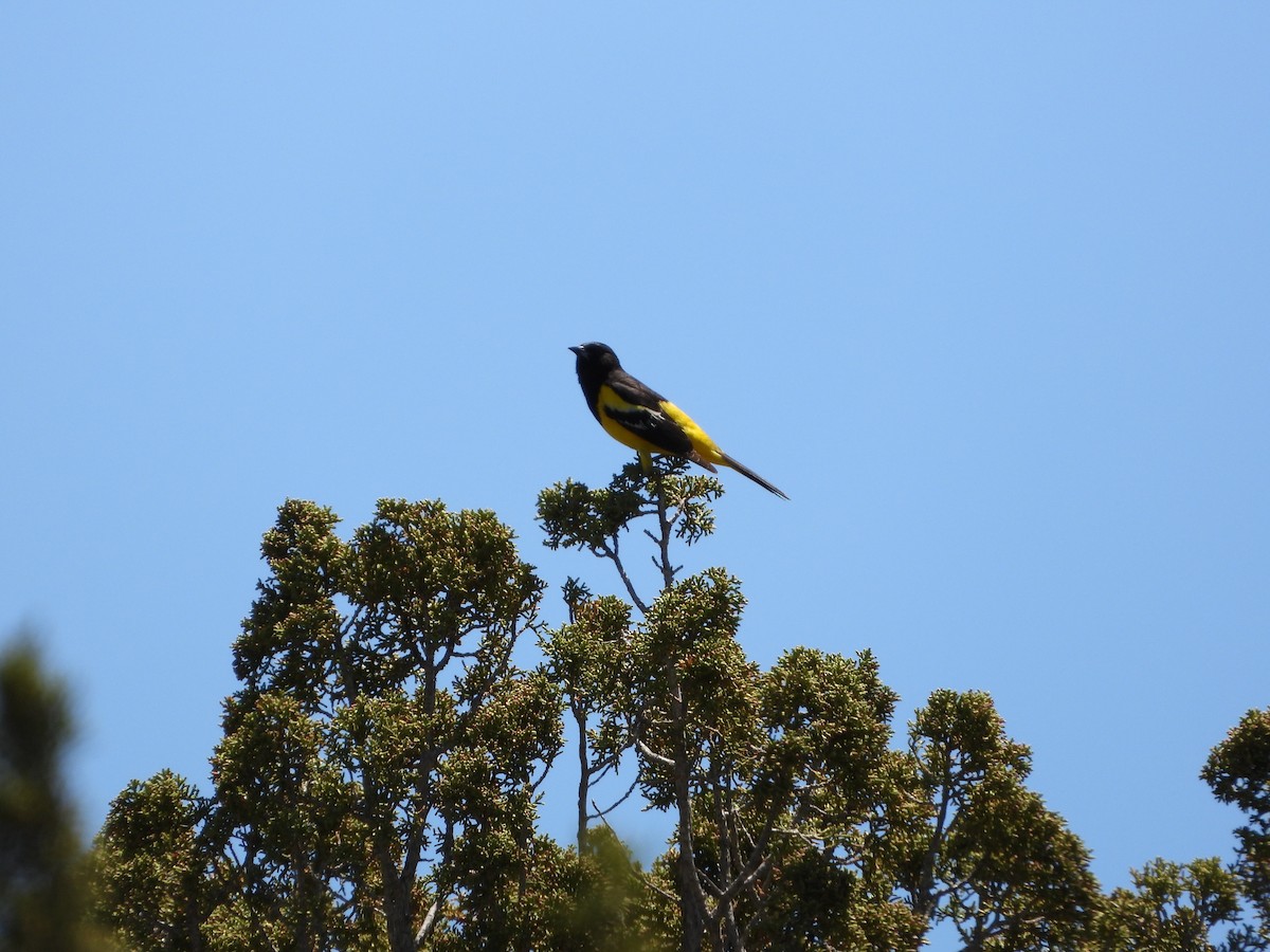 Scott's Oriole - Cole Sage