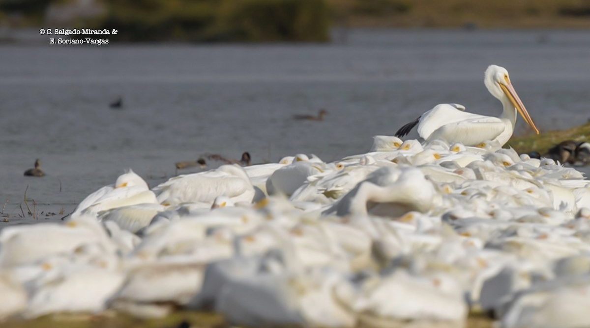 American White Pelican - ML574130791