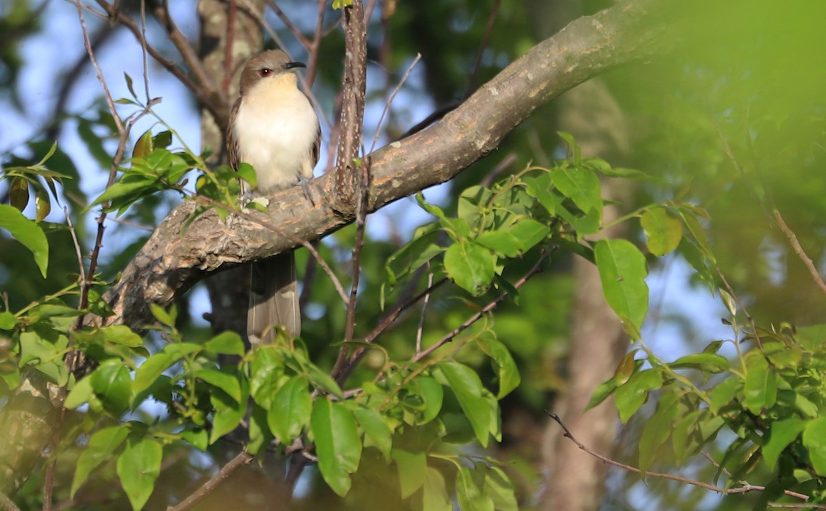 Black-billed Cuckoo - Rob Bielawski