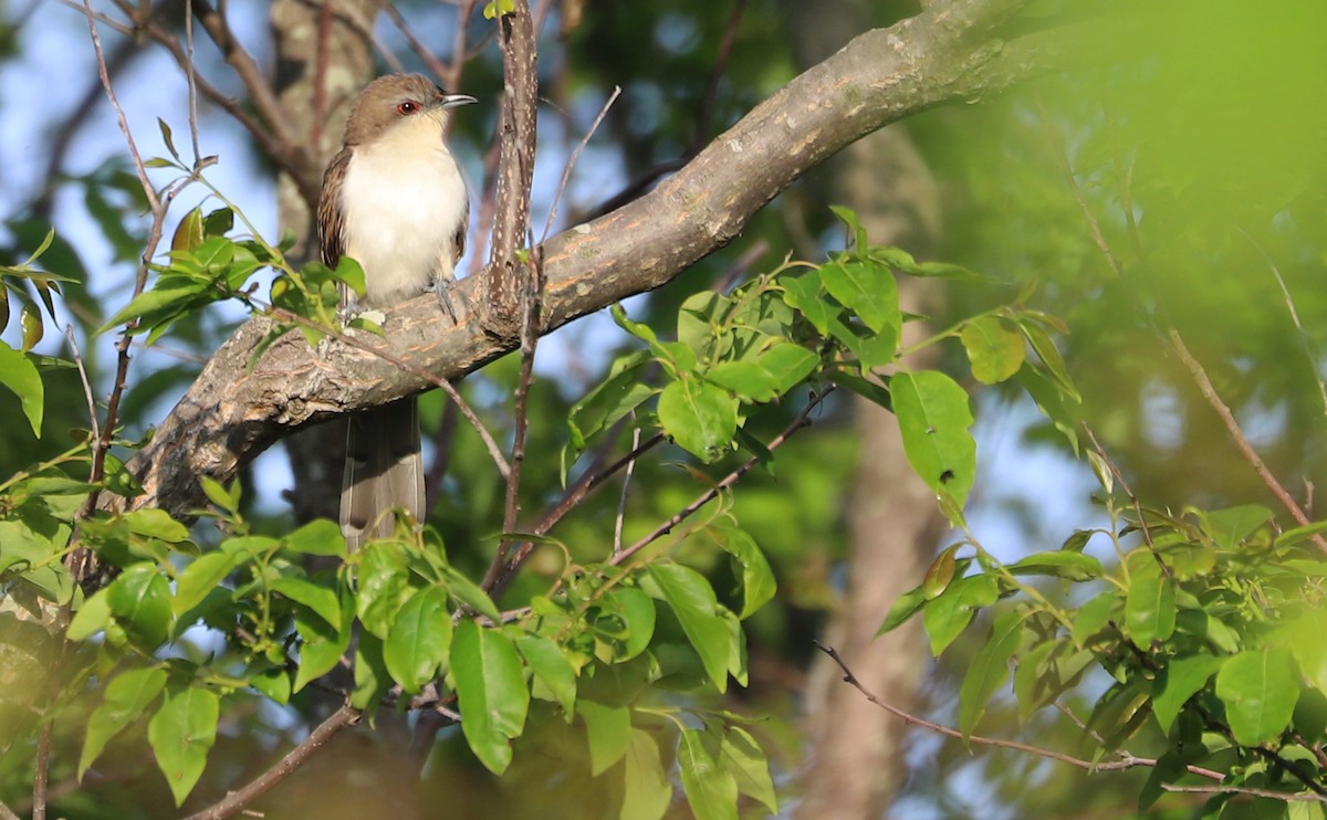 Black-billed Cuckoo - Rob Bielawski