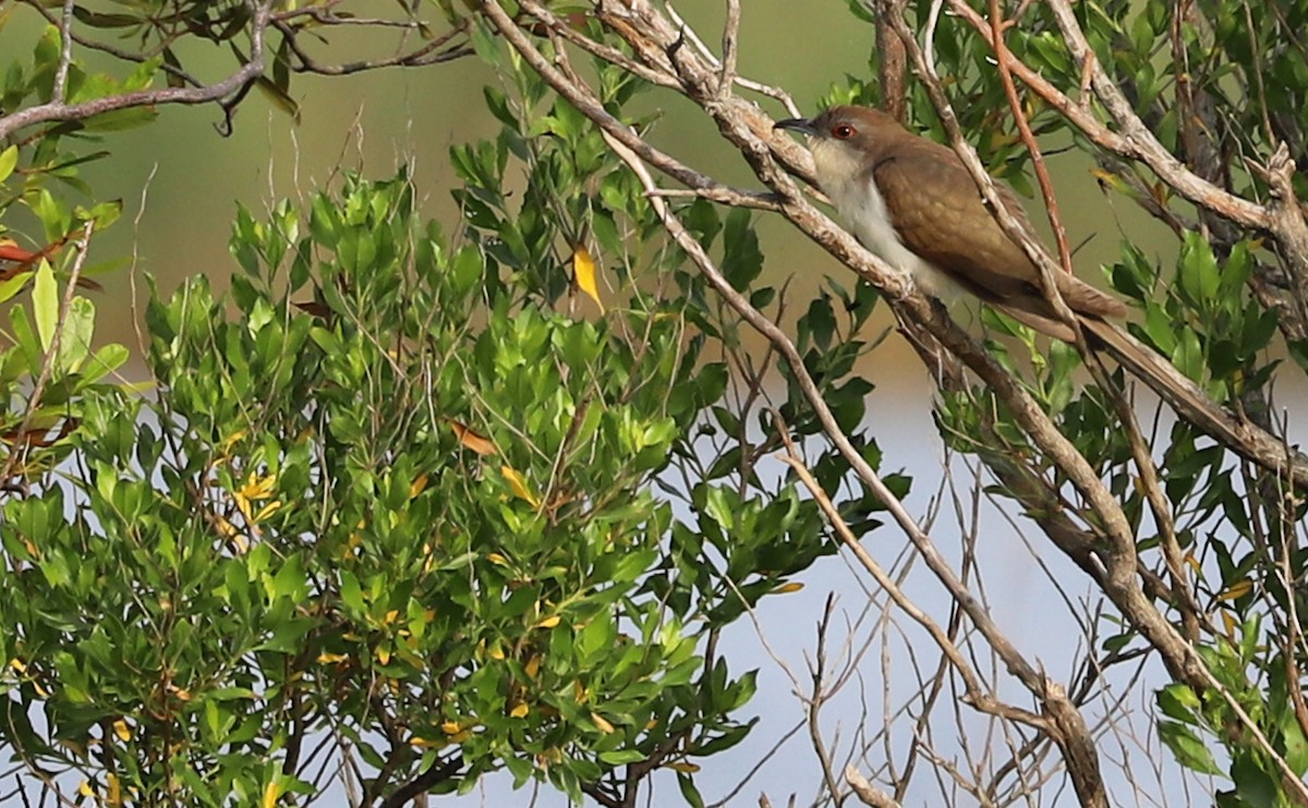 Black-billed Cuckoo - ML574131081