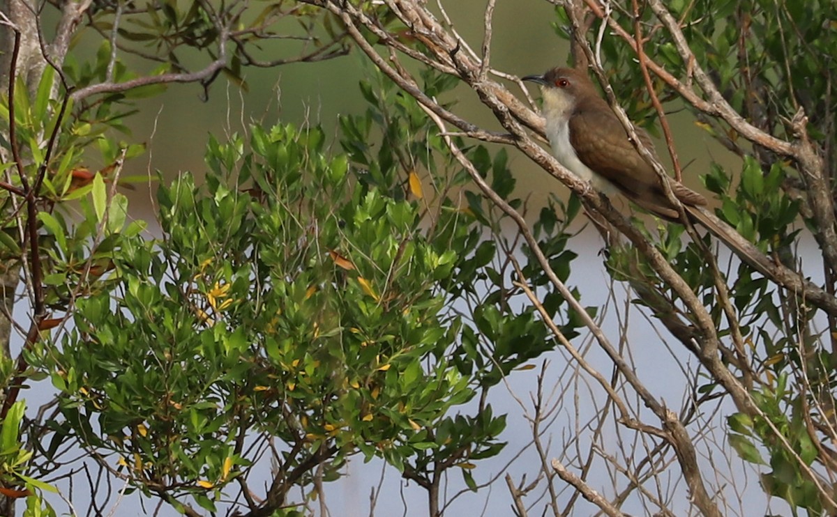 Black-billed Cuckoo - ML574131161