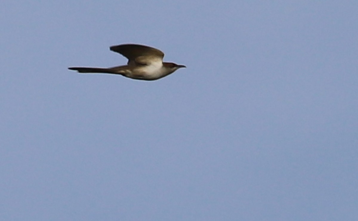 Black-billed Cuckoo - ML574131301