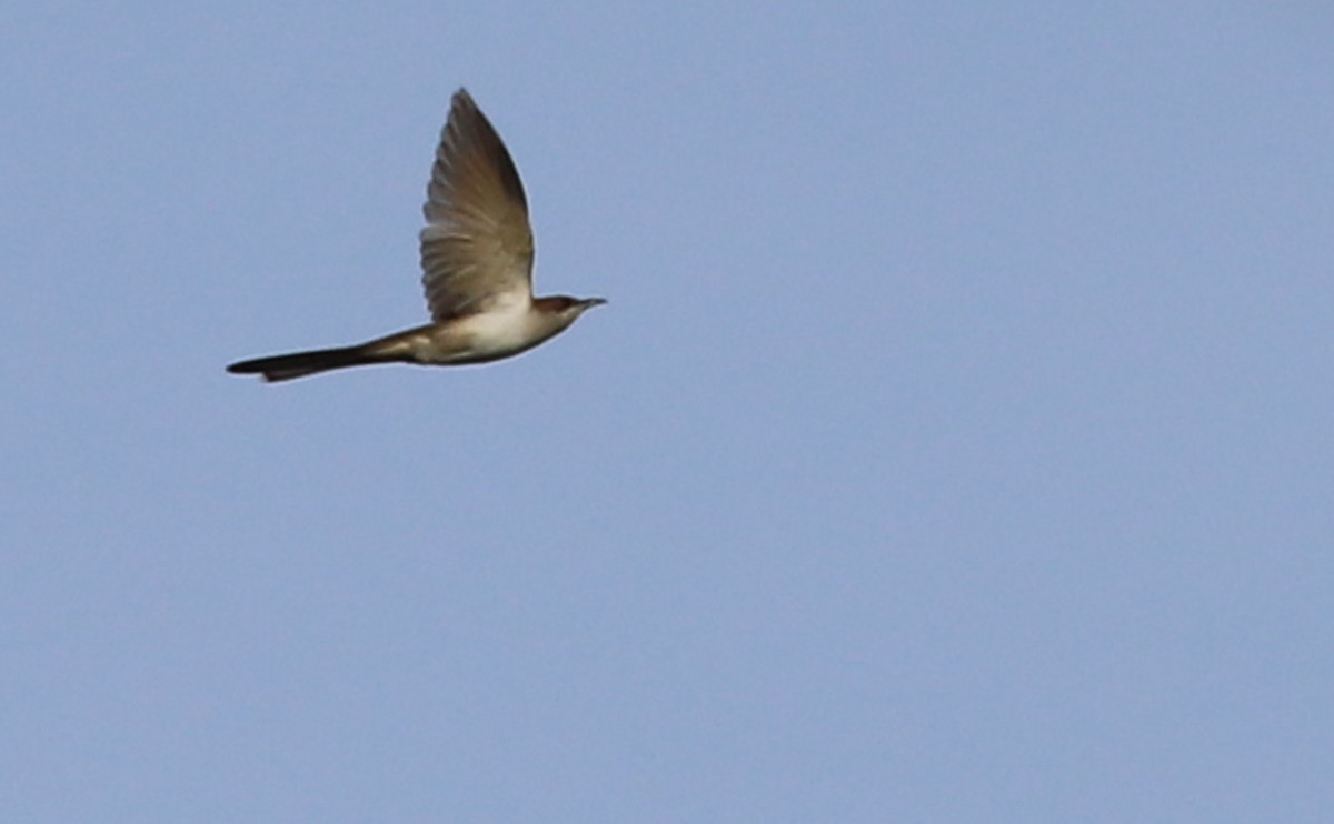 Black-billed Cuckoo - ML574131341