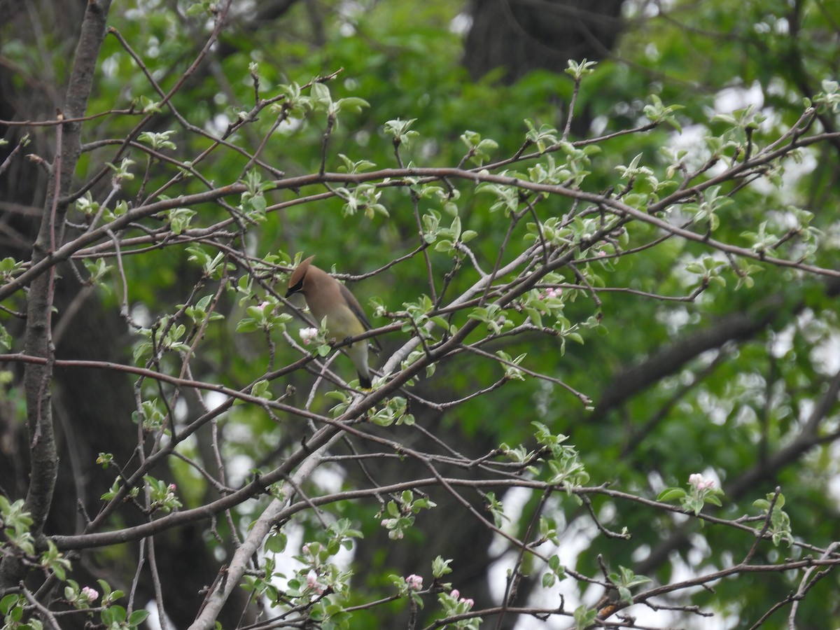 Cedar Waxwing - Paul & Koni Fank