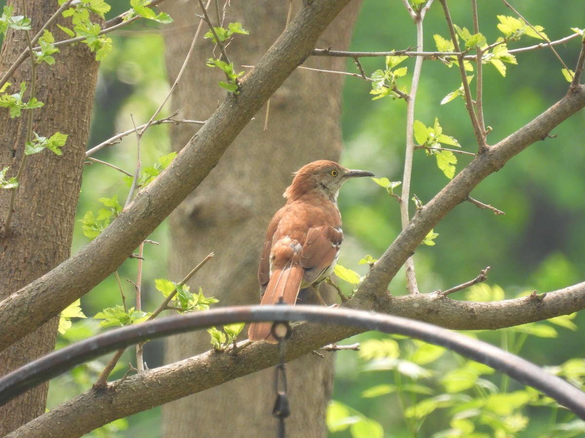 Brown Thrasher - ML574133091