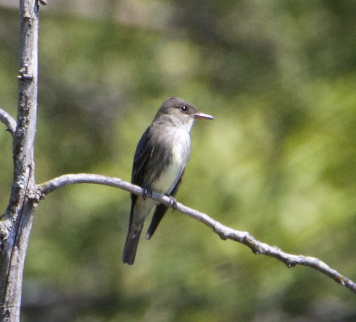 Olive-sided Flycatcher - ML574133481