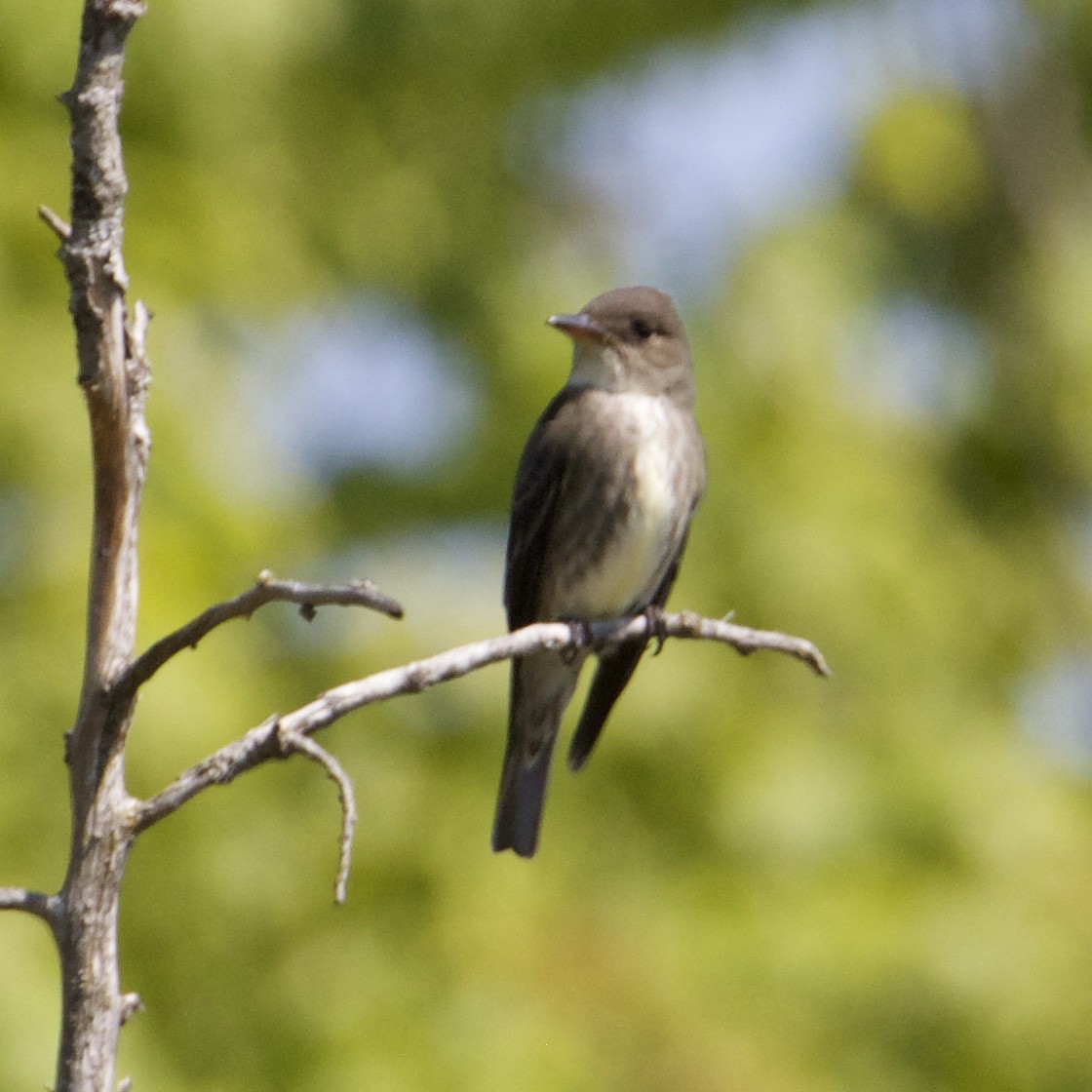 Olive-sided Flycatcher - ML574133491